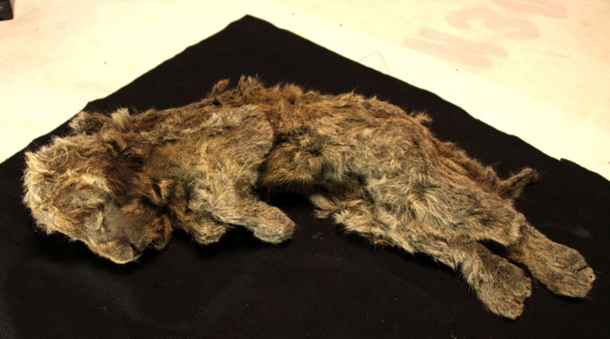 Singa Gua Berusia 28 Ribun Rahun Ditemukan Membeku di Siberia, Terawetkan Sangat Baik